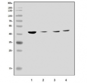 Western blot testing of human 1) Caco-2, 2) HEK293, 3) HL60 and 4) monkey kidney lysate with Kir5.1 antibody. Predicted molecular weight ~48 kDa
