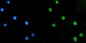 Immunofluorescent staining of FFPE human MCF7 cells with LSM5 antibody (green) and DAPI nuclear stain (blue). HIER: steam section in pH6 citrate buffer for 20 min.