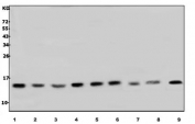 Western blot testing of human 1) HL60, 2) HepG2, 3) U937, 4) HEK293, 5) MCF7, 6) Jurkat, 7) Raji, 8) rat brain and 9) mouse brain lysate with LSM7 antibody. Predicted molecular weight ~12 kDa.