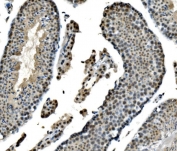 IHC staining of FFPE mouse testis with LSM8 antibody. HIER: boil tissue sections in pH8 EDTA for 20 min and allow to cool before testing.