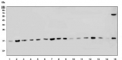 Western blot testing of human 1) HeLa, 2) HL60, 3) HepG2, 4) U937, 5) Jurkat, 6) Raji, 7) ThP-1, 8) K562, 9) rat testis, 10) rat lung, 11) rat liver, 12) rat pancreas, 13) mouse testis, 14) mouse lung, 15) mouse liver and 16) mouse HEPA1-6 lysate with LSM8 antibody. Predicted molecular weight ~11 kDa.