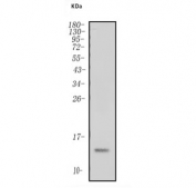 Western blot testing of human HepG2 cell lysate with NDUFB2 antibody. Predicted molecular weight ~15 kDa.