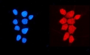 Immunofluorescent staining of FFPE human MCF7 cells with NDUFB5 antibody (red) and DAPI nuclear stain (blue). HIER: steam section in pH6 citrate buffer for 20 min.