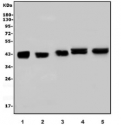 Western blot testing of 1) human HeLa, 2) human ThP-1, 3) human K562, 4) rat liver and 5) mouse liver lysate with OTULIN antibody. Predicted molecular weight ~43 kDa.