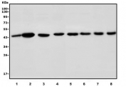 Western blot testing of 1) rat kidney, 2) rat stomach, 3) rat liver, 4) mouse liver, 5) mouse pancreas, 6) mouse testis and 7) mouse HEPA1-6 lysate with Par4 antibody. Predicted molecular weight ~45 kDa.