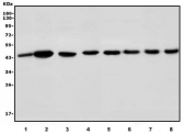 Western blot testing of 1) rat kidney, 2) rat stomach, 3) rat liver, 4) mouse liver, 5) mouse pancreas, 6) mouse testis and 7) mouse HEPA1-6 lysate with Par4 antibody. Predicted molecular weight ~36 kDa, commonly observed at 36-43 kDa.