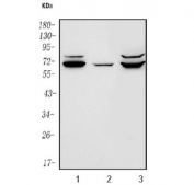 Western blot testing of human 1) A431, 2) HeLa and 3) HepG2 cell lysate with PTEN-induced kinase 1 antibody. Expected molecular weight: 60-70 kDa. 