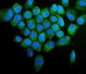 Immunofluorescent staining of FFPE human A431 cells with PTEN-induced kinase 1 antibody (green) and DAPI nuclear stain (blue). HIER: steam section in pH6 citrate buffer for 20 min.