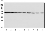 Western blot testing of human 1) HEK293, 2) HeLa, 3) HepG2, 4) MCF7, 5) U-2 OS, 6) PC-3, 7) U-87 MG, 8) rat stomach and 9) mouse lung lysate with TBP-1 antibody. Predicted molecular weight ~50 kDa.