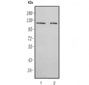 Western blot testing of 1) human Jurkat and 2) mouse thymus lysate with RAG1 antibody. Predicted molecular weight ~120 kDa.