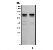 Western blot testing of 1) mouse brain and 2) rat brain with SHISA7 antibody. Predicted molecular weight ~70 kDa.