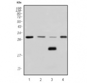 Western blot testing of 1) human HeLa, 2) rat heart, 3) rat skeletal muscle and 4) mouse heart lysate with SOCS3 antibody. Predicted molecular weight ~24 kDa.