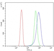 Flow cytometry testing of human SiHa cells with SOCS3 antibody at 1ug/million cells (blocked with goat sera); Red=cells alone, Green=isotype control, Blue= SOCS3 antibody.