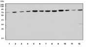 Western blot testing of 1) human SH-SY5Y, 2) human U-87 MG, 3) human HeLa, 4) human Caco-2, 5) rat brain, 6) rat lung, 7) rat liver, 8) rat C6, 9) mouse brain, 10) mouse lung, 11) mouse liver and 12) mouse Neuro-2a lysate with WASL antibody. Predicted molecular weight ~65 kDa.
