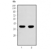 Western blot testing of human 1) HEK293 and 2) HeLa cell lysate with WNT7B antibody. Predicted molecular weight ~39 kDa.