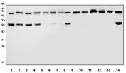 Western blot testing of 1) human HEK293, 2) human Jurkat, 3) human HepG2, 4) human HeLa, 5) monkey COS-7, 6) human A549, 7) human PC-3, 8) rat stomach, 9) rat testis, 10) rat lung, 11) rat PC-12, 12) mouse stomach, 13) mouse lung and 14) mouse RAW264.7 lysate with ANAPC2 antibody. N-terminal ANAPC2 antibodies generally show three bands above 200 kDa and may show three degradation or splice variant forms at ~121, 81 and 51 kDa (Ref. 1).