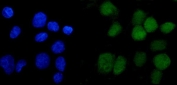 Immunofluorescent staining of FFPE human A431 cells with ANAPC2 antibody (green) and DAPI nuclear stain (blue). HIER: steam section in pH6 citrate buffer for 20 min.