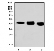 Western blot testing of 1) rat liver, 2) mouse liver and 3) monkey liver lysate with BHMT antibody. Predicted molecular weight: ~45 kDa.