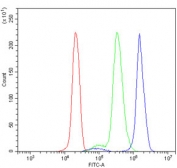 Flow cytometry testing of human U937 cells with BHMT antibody at 1ug/million cells (blocked with goat sera); Red=cells alone, Green=isotype control, Blue= BHMT antibody.