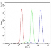 Flow cytometry testing of human U937 cells with CACNA1S antibody at 1ug/million cells (blocked with goat sera); Red=cells alone, Green=isotype control, Blue= CACNA1S antibody.
