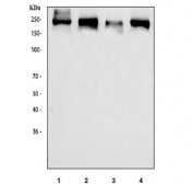 Western blot testing of human 1) HeLa, 2) K562, 3) Jurkat and 4) HepG2 cell lysate with CDK12 antibody. Predicted molecular weight ~164 kDa but commonly observed at 164-205 kDa depending on the degree of protein modification.