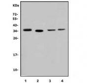 Western blot testing of 1) human A549, 2) human placenta, 3) human U-87 MG and 4) mouse RAW264.7 lysate with CEBP Delta antibody. Predicted molecular weight ~28 kDa, commonly observed at 28-35 kDa.