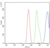 Flow cytometry testing of human SiHa cells with CEBP Delta antibody at 1ug/million cells (blocked with goat sera); Red=cells alone, Green=isotype control, Blue= CEBP Delta antibody.