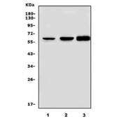 Western blot testing of human 1) HeLa, 2) HepG2 and 3) U937 cell lysate with gp91phox antibody. Predicted molecular weight ~65 kDa, can be observed at ~85 kDa.