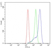 Flow cytometry testing of human ThP-1 cells with gp91phox antibody at 1ug/million cells (blocked with goat sera); Red=cells alone, Green=isotype control, Blue= gp91phox antibody.