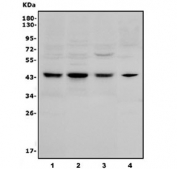 Western blot testing of human 1) HeLa, 2) HEK293, 3) HepG2 and 4) rat stomach lysate with ICAD antibody. Predicted molecular weight ~45 kDa.