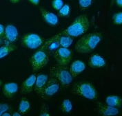 Immunofluorescent staining of FFPE human A431 cells with DNAJC10 antibody (green) and DAPI nuclear stain (blue). HIER: steam section in pH6 citrate buffer for 20 min.