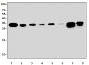 Western blot testing of mouse 1) brain, 2) stomach, 3) lung, 4) liver, 5) kidney, 6) spleen, 7) thymus and 8) NIH 3T3 lysate with Fadd antibody. Predicted molecular weight ~23 kDa, commonly observed at 23-28 kDa.