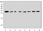 Western blot testing of rat 1) brain, 2) stomach, 3) lung, 4) liver, 5) kidney, 6) spleen, 7) thymus and 8) PC-12 lysate with Fadd antibody. Predicted molecular weight ~23 kDa, commonly observed at 23-28 kDa.