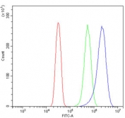 Flow cytometry testing of human U-2 OS cells with FEZF1 antibody at 1ug/million cells (blocked with goat sera); Red=cells alone, Green=isotype control, Blue= FEZF1 antibody.