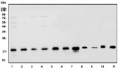 Western blot testing of human 1) HEK293, 2) Jurkat, 3) A549, 4) HeLa, 5) U-87 MG, 6) HepG2, 7) U937, 8) rat liver, 9) rat pancreas, 10) mouse liver and 11) mouse pancreas lysate with GABARAP antibody. Predicted molecular weight: 14-16 kDa.