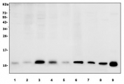 Western blot testing of human 1) HEK293, 2) K562, 3) HepG2, 4) Caco-2, 5) HeLa, 6) U937, 7) PC-3, 8) rat liver and 9) mouse liver lysate with GCHFR antibody. Predicted molecular weight ~12 kDa.