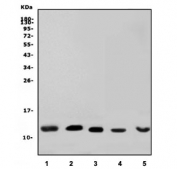 Western blot testing of human 1) U937, 2) U-2 OS, 3) HEK293, 4) rat brain and 5) mouse brain lysate with GNG7 antibody. Predicted molecular weight ~12 kDa.