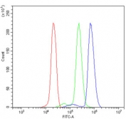Flow cytometry testing of human U937 cells with GNG7 antibody at 1ug/million cells (blocked with goat sera); Red=cells alone, Green=isotype control, Blue= GNG7 antibody.