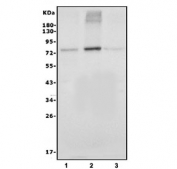 Western blot testing of human 1) T-47D, 2) MDA-MB-453 and 3) MCF7 cell lysate with GRHL1 antibody. Predicted molecular weight ~70 kDa.