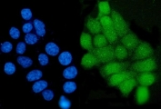 Immunofluorescent staining of FFPE human MCF7 cells with GRHL1 antibody (green) and DAPI nuclear stain (blue). HIER: steam section in pH6 citrate buffer for 20 min.