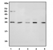 Western blot testing of human 1) placenta, 2) SH-SY5Y, 3) HepG2, 4) HEK293 and 5) monkey skeletal muscle lysate with GSTA4 antibody. Predicted molecular weight ~26 kDa.