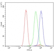 Flow cytometry testing of human U-251 cells with HOXC13 antibody at 1ug/million cells (blocked with goat sera); Red=cells alone, Green=isotype control, Blue= HOXC13 antibody.