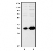 Western blot testing of human 1) HeLa and 2) HEK293 cell lysate with HOXC13 antibody. Predicted molecular weight ~35 kDa.