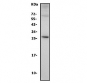 Western blot testing of mouse spleen lysate with Interleukin 3 antibody. Expected molecular weight: 18-35 kDa depending on glycosylation level. 