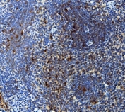 IHC staining of FFPE rat spleen with Interleukin 15 antibody. HIER: boil tissue sections in pH8 EDTA for 20 min and allow to cool before testing.