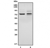 Western blot testing of human 1) HL60 and 2) A549 cell lysate with IL-18R Beta antibody. Predicted molecular weight ~72 kDa.