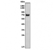 Western blot testing of human HL60 cell lysate with IL-23 Receptor antibody. Predicted molecular weight ~72 kDa.