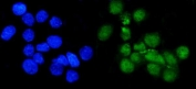 Immunofluorescent staining of FFPE human A431 cells with METTL1 antibody (green) and DAPI nuclear stain (blue). HIER: steam section in pH6 citrate buffer for 20 min.