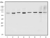 Western blot testing of human 1) PC-3, 2) HepG2, 3) A549, 4) HEK293, 5) HeLa, 6) Caco-2, 7) rat testis and 8) mouse testis lysate with METTL3 antibody. Expected molecular weight: 64-70 kDa.
