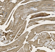 IHC staining of FFPE mouse skeletal muscle with NDUFB10 antibody. HIER: boil tissue sections in pH8 EDTA for 20 min and allow to cool before testing.